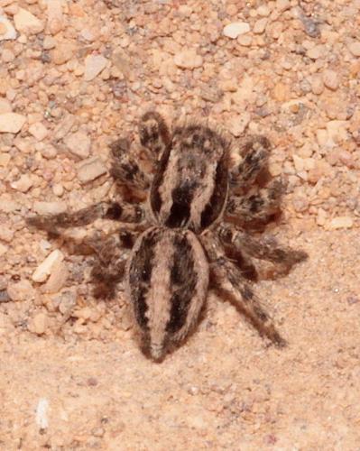 Aelurillus luctuosus